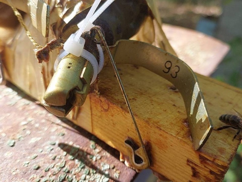 На Київщині бджоли “знешкодили” закладену у вулик вибухівку