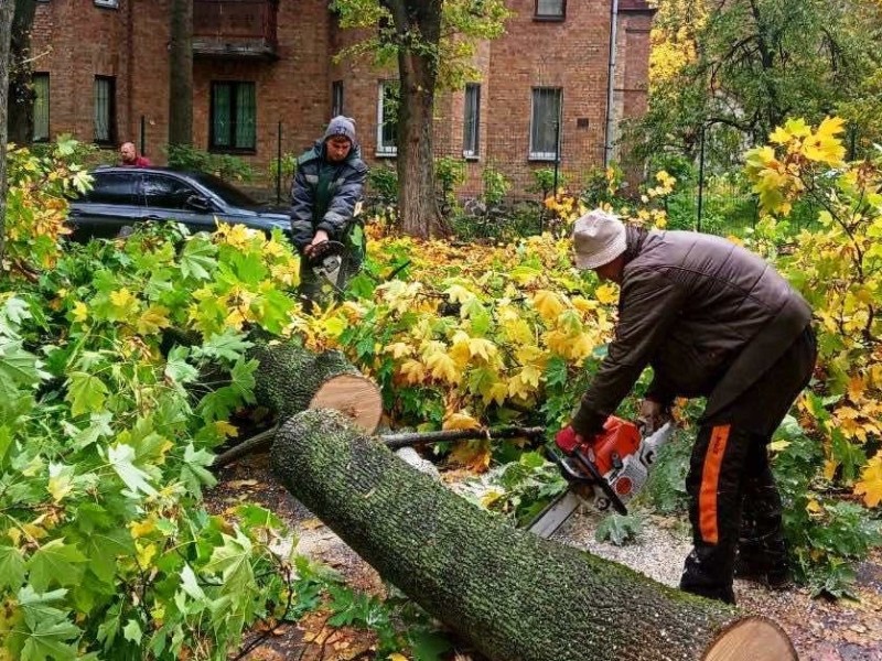 Негода у Києві повалила десятки дерев та наламала гілок