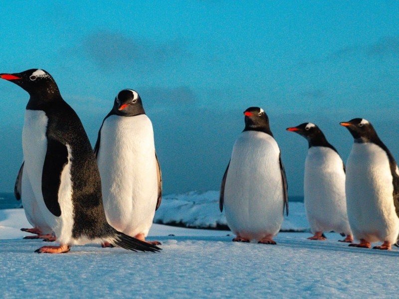 Дрони на Південному полюсі: науковці показали Антарктиду з висоти пташиного польоту