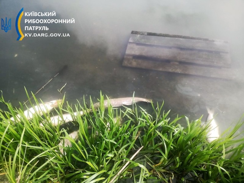 На річці Буча та озері Земснаряд виявлено загибель риби. Що відомо