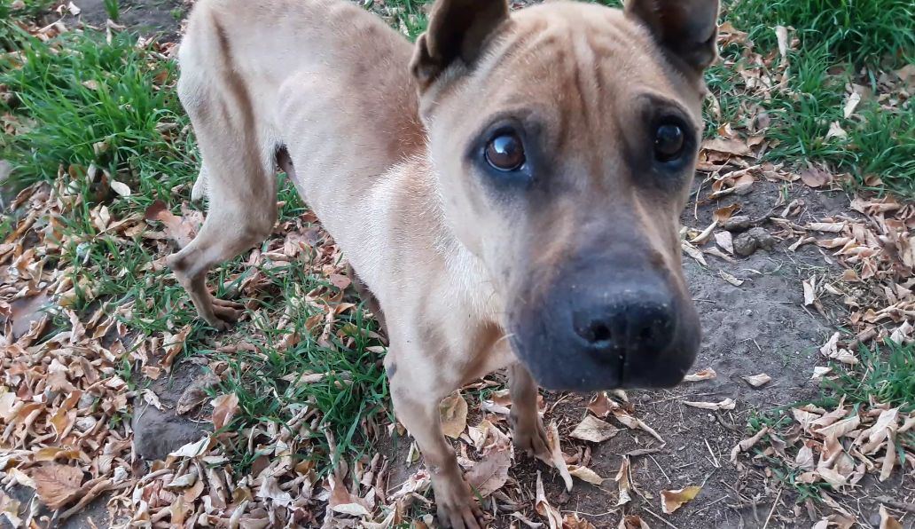 Як правильно годувати собак, які голодували розповіли столичні ...