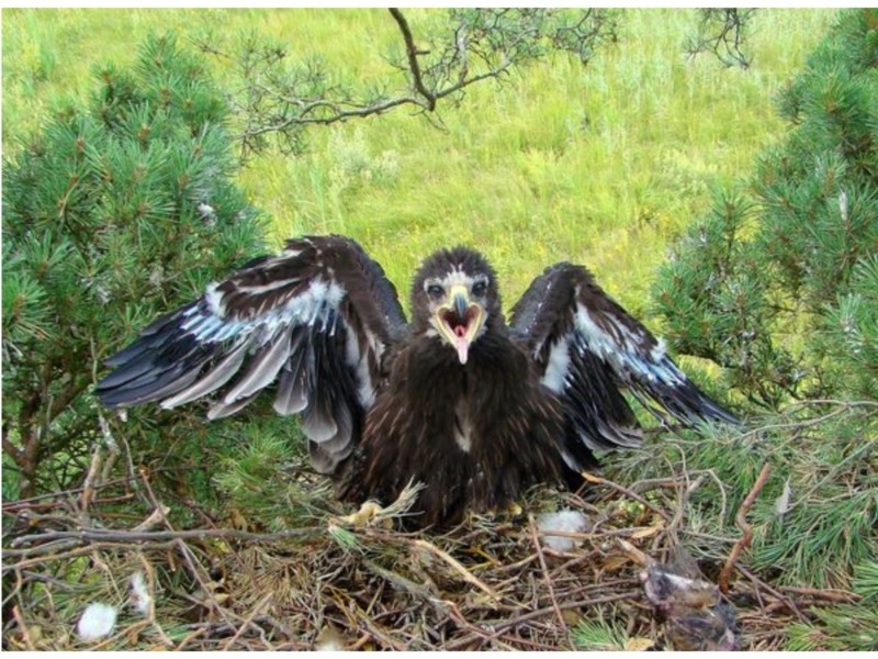 Чорнобильський заповідник оприлюднив фото рідкісного червонокнижного птаха