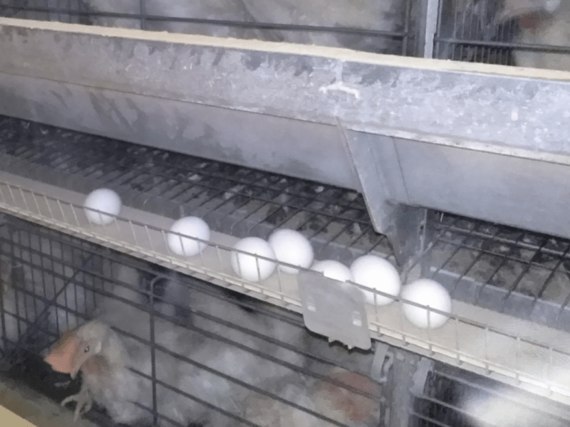 Виробники розповіли, коли у столичних магазинах подешевшають яйця