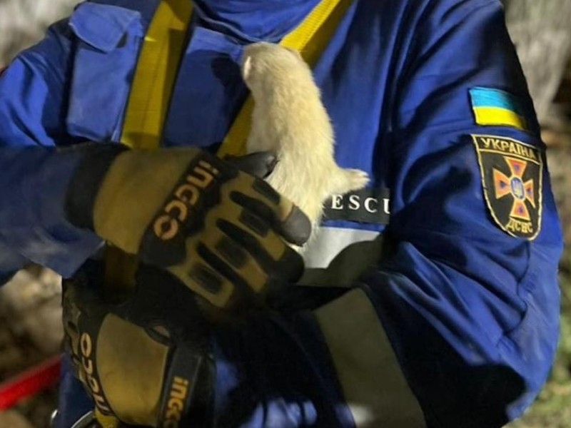 Атака дронів-камікадзе на Київ: З-під завалів витягли домашнього тхора