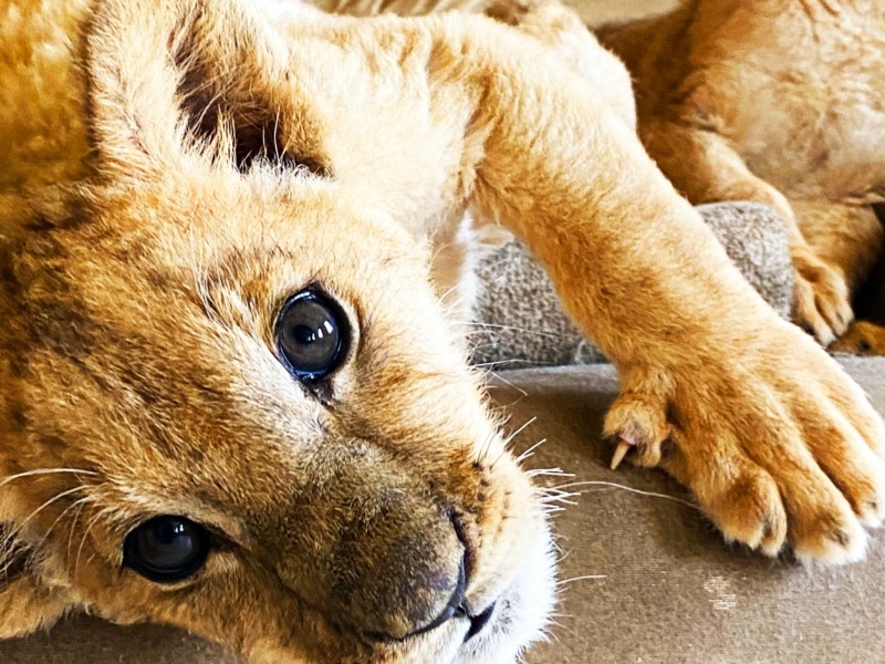 Допоможіть вижити: у Центрі порятунку диких тварин рятують тяжкохворих левенят