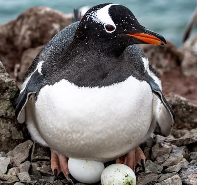 У пінгвінів біля “Вернадського” з’явилися перші яйця (ФОТО)