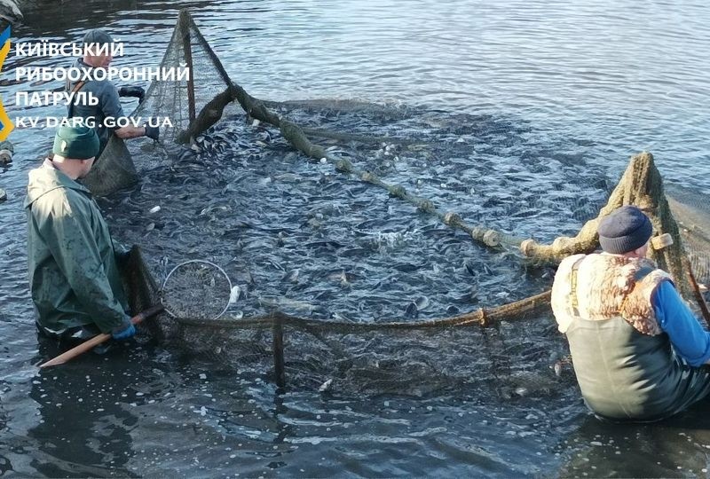 На Київщині у водойми випустили майже 8 тонн товстолобів