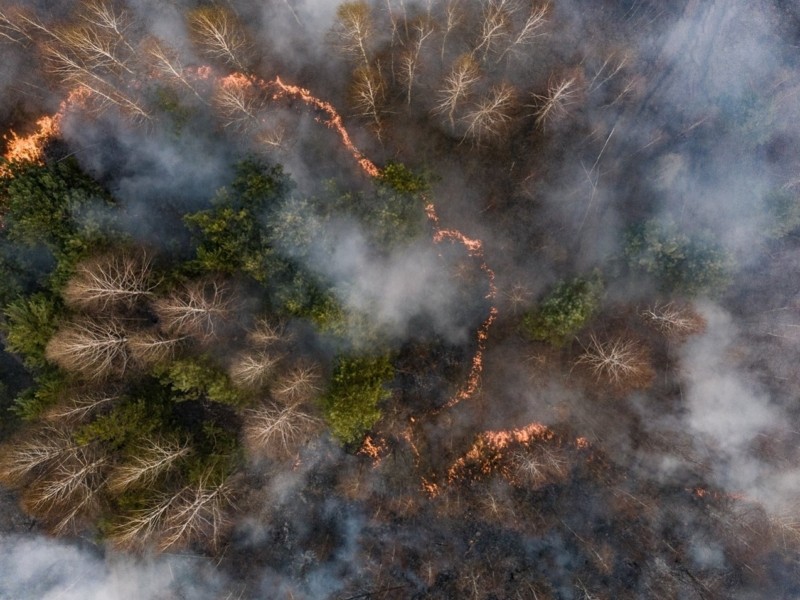 Війна на кордонах: природоохоронці вимагають розслідування причин пожеж в лісах під Білоруссю