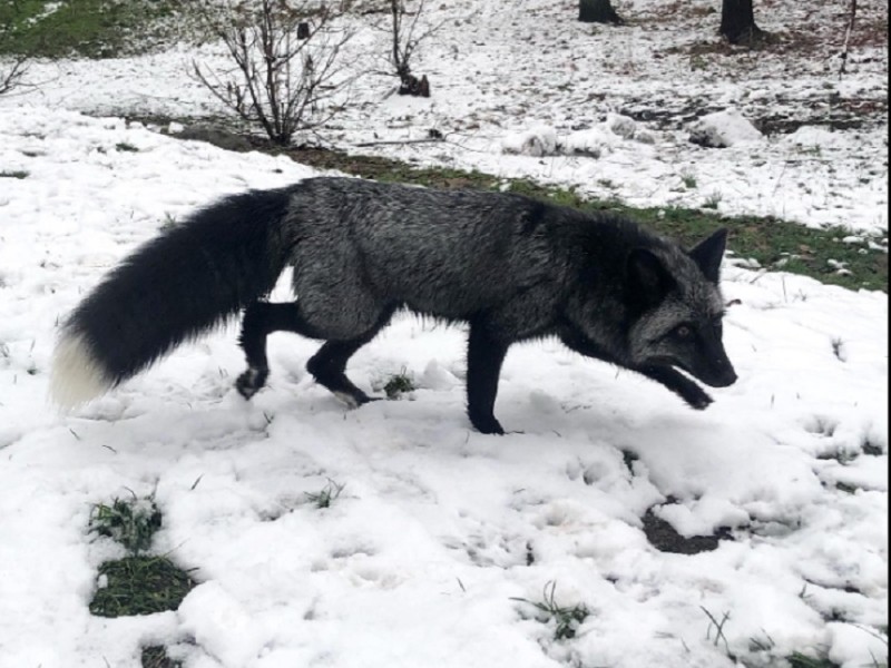 На Лісовому масиві в Києві помітили сріблясто-чорну лисицю