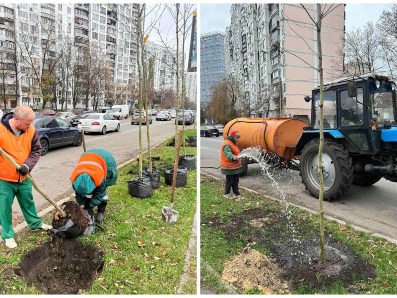 Розкішні платани: у Дніпровському районі вулицю засадили вже майже 40-ка деревами