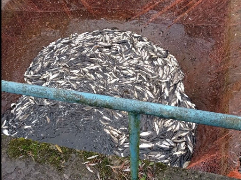 У водосховища Київщини випустили понад 4 тонни риби