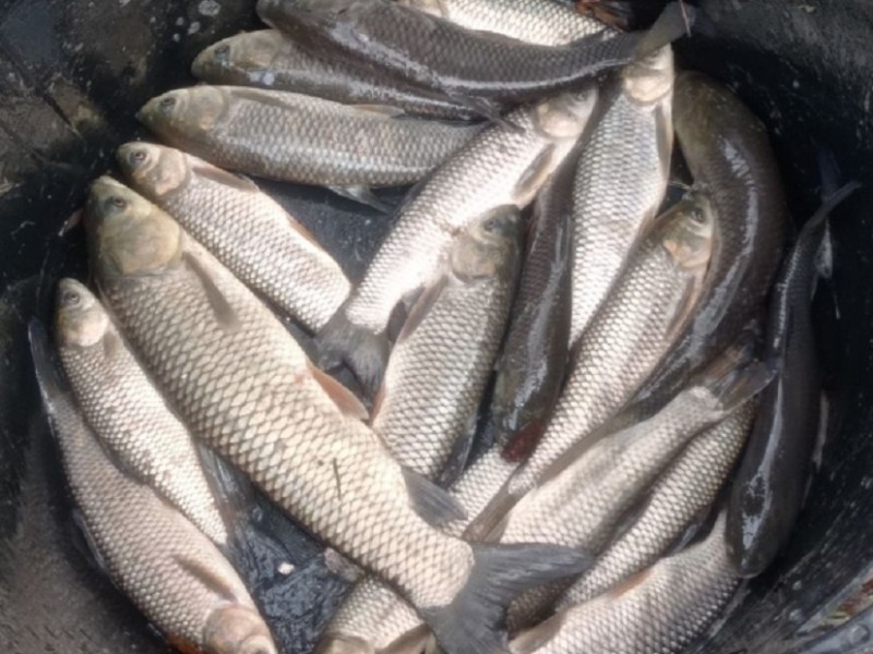 За листопад на Київщині браконьєри наловили риби на майже 500 тис грн