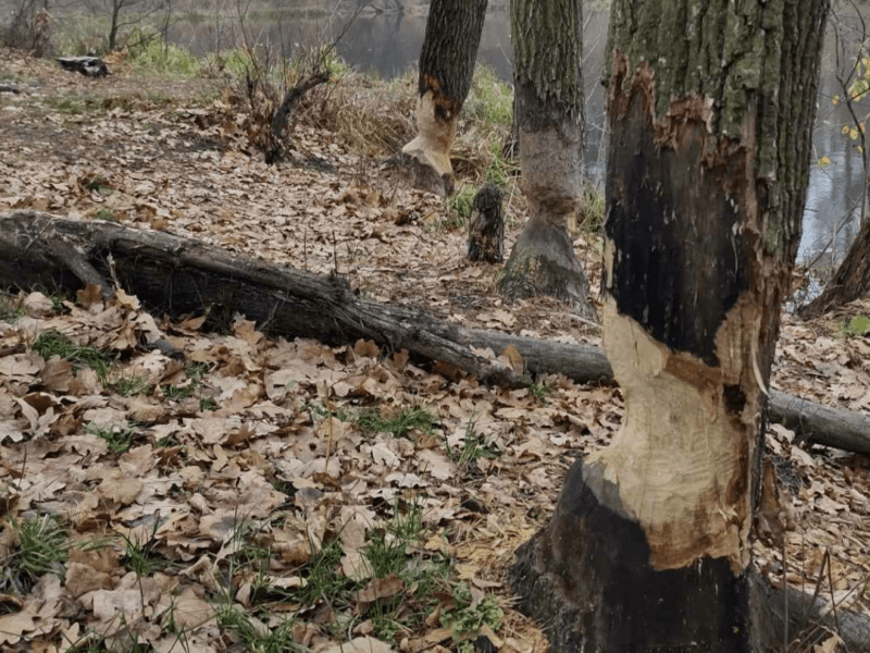 У Пущі-Водиці бобри знищують дерева (ФОТО)
