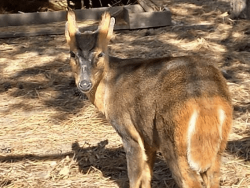 Зоологи готують до розмноження гавкаючих оленів, переселених із Київського зоопарку