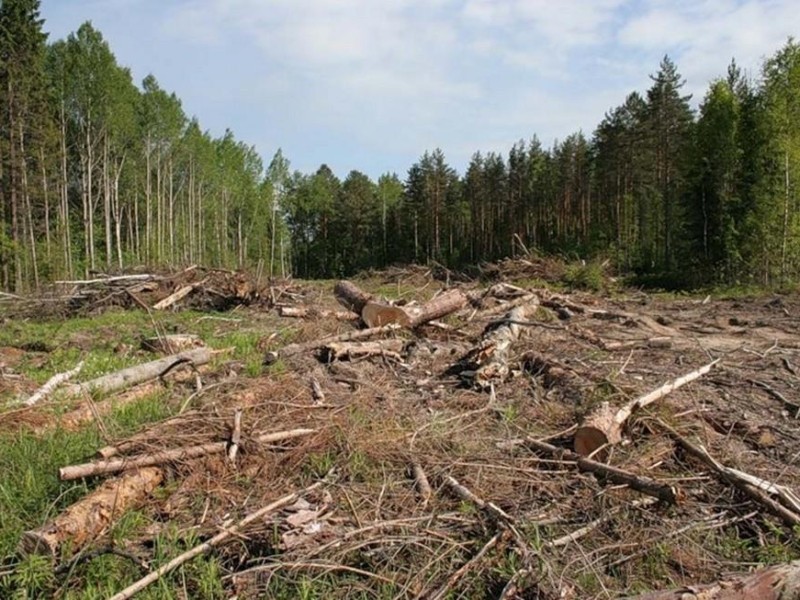 Урядовий закон дозволить знищення лісів на Київщині – природоохоронці