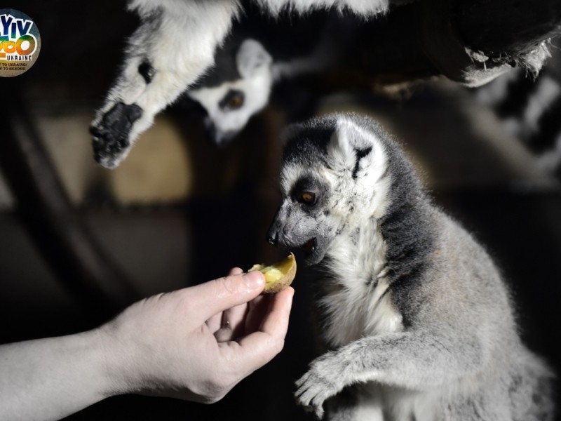 Тварини теж люблять варене і печене: як у зоопарку готують без світла їжу для підопічниха