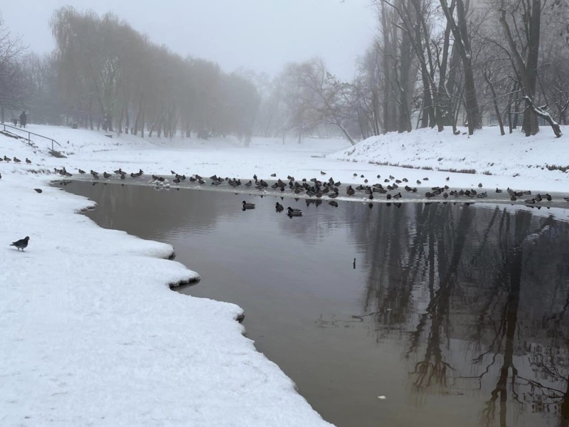 На столичному озері виявили загиблих птахів – що відомо