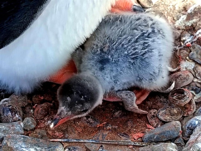 Полярники показали перше пінгвінятко, народжене в цьому сезоні біля “Вернадського”