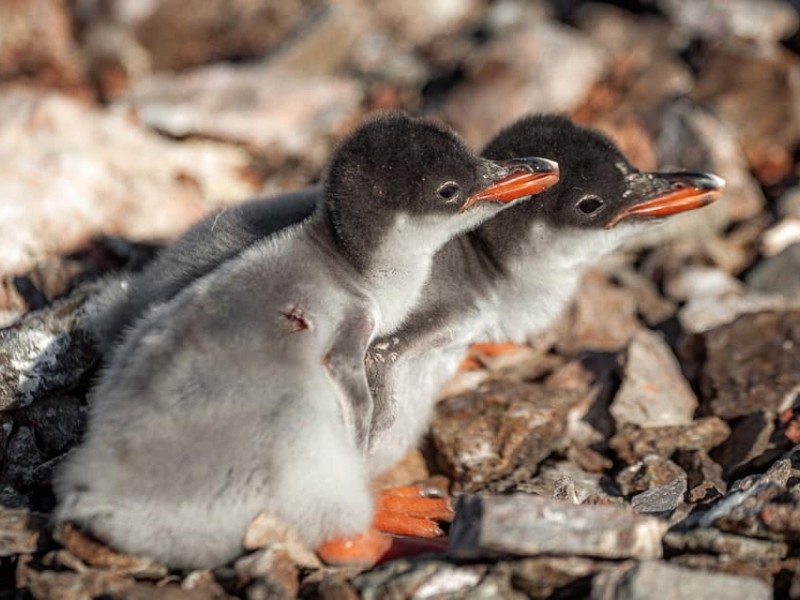 Унікальне відео: полярники показали як з’являється на світ субантарктичний пінгвін