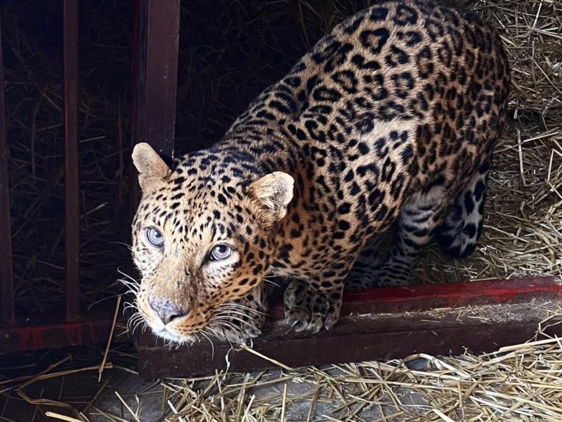 Виснажений та худий. Прекрасному леопарду, евакуйованому з Луганщини, через аукціон шукають ім’я