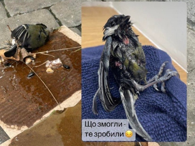 В Києві в одному з ТРЦ загинули синиці в клейових пастках для щурів