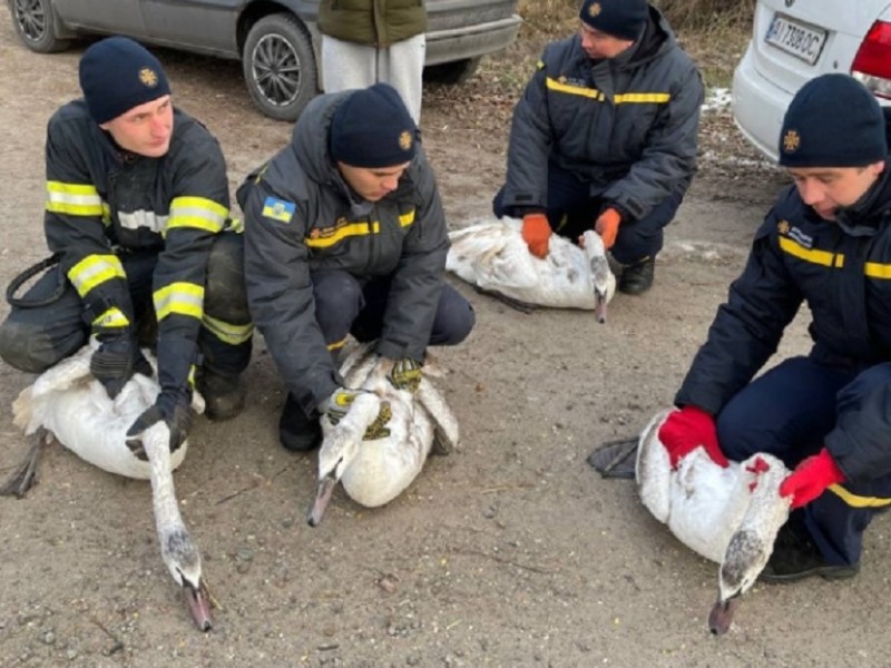 На Київщині з криги врятували  лебедів