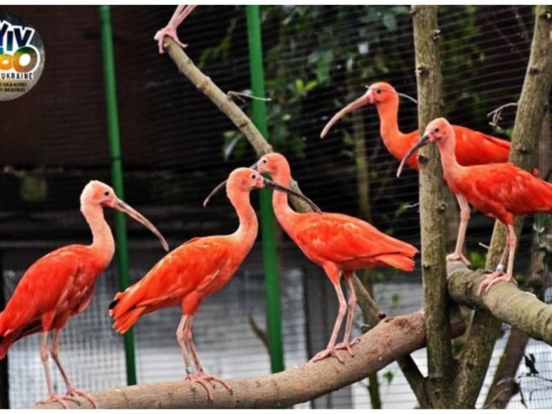 Зоопарк показав як зимуватимуть червоні ібіси, рожеві фламінго та чорні лебеді (ФОТО)