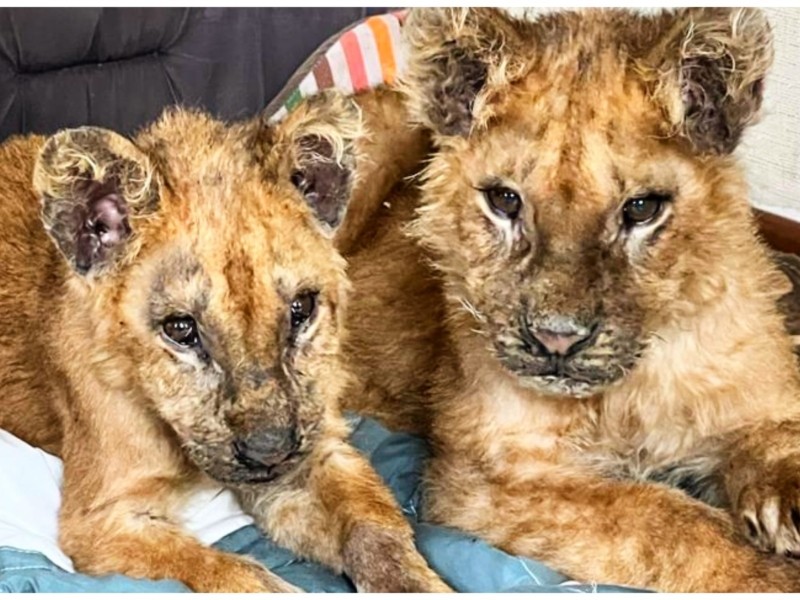 Центр порятунку диких тварин продовжує рятувати скалічених левенят Марка і Мирона