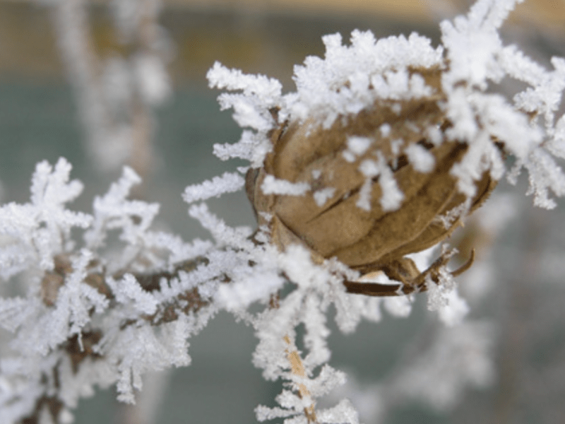 Мороз до мінус 9 градусів очікується на Київщині