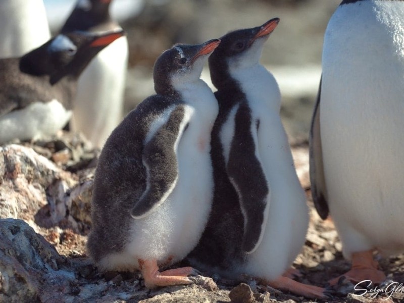 Бебі-бум у пінгвінів біля “Вернадського”: малюки з “бридких каченят” перетворились на мультяшних пухнастиків