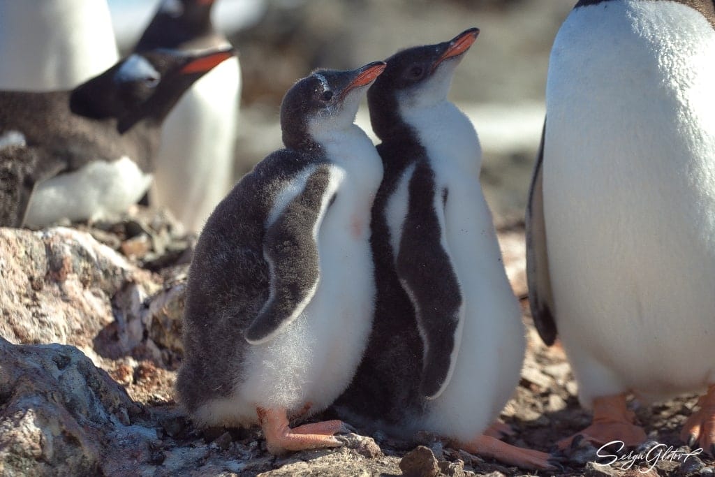 Бебі-бум у пінгвінів біля “Вернадського”: малюки з “бридких каченят” перетворились на мультяшних пухнастиків