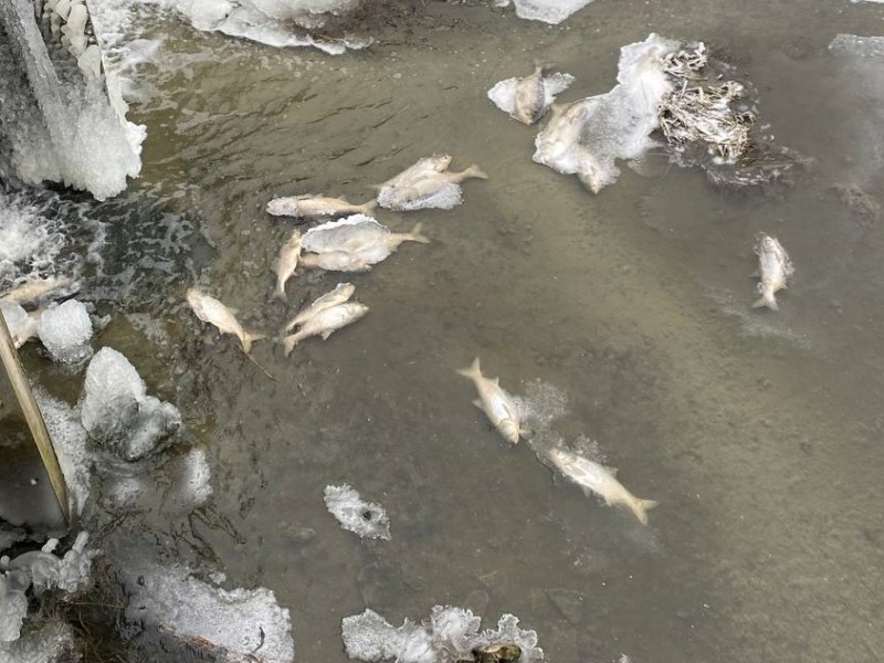 Екологи з’ясували причини загибелі риби у річці на Київщині