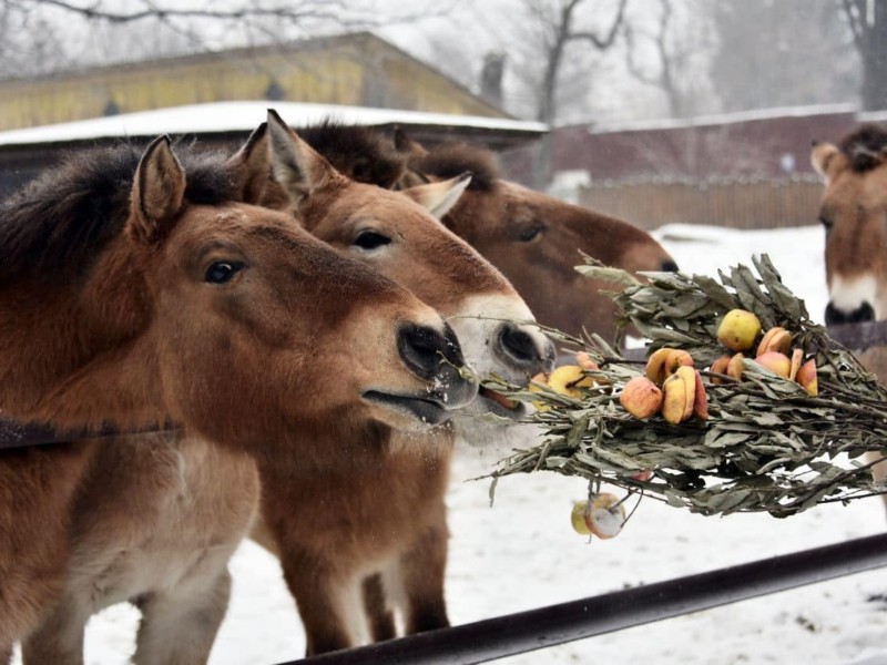 Для тварин у зоопарку влаштують святкові частування яблуками