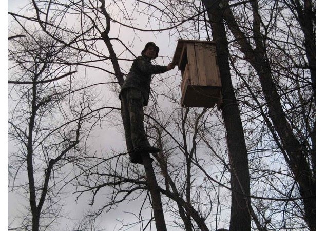 У парках Києва не вистачає дупел: для гніздівлі птахів і тварин почали розвішувати будиночки