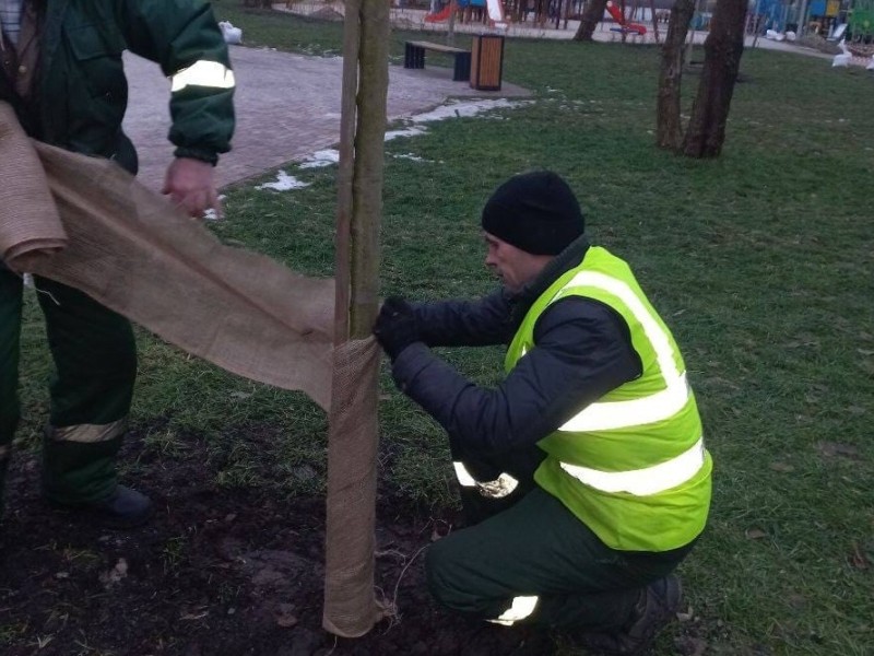 Комунальники показали, як лікують дерева від зимових сонячних опіків – фото