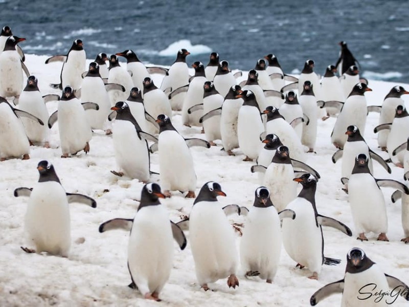 Наче живеш на птахофабриці: полярники назвали причини збільшення пінгвінів біля станції Вернадського