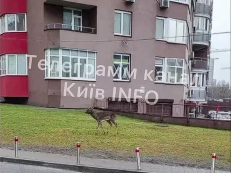 У Києві помітили оленя, який бігав у дворах багатоповерхівок