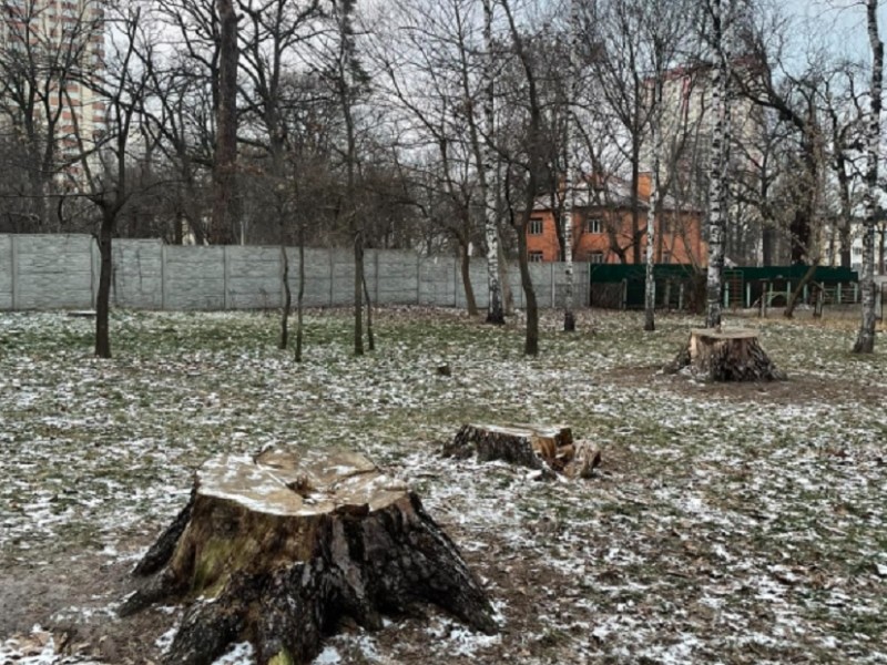 Біля метро “Житомирська” зрізали найстаріші сосни у Києві — краєзнавець