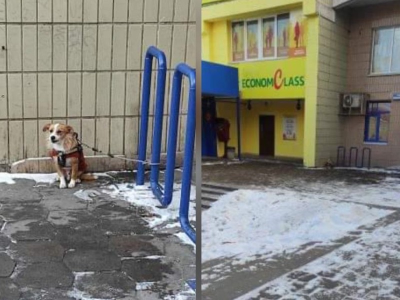 Більше години песик на морозі: киян закликають не прив’язувати собак біля магазинів
