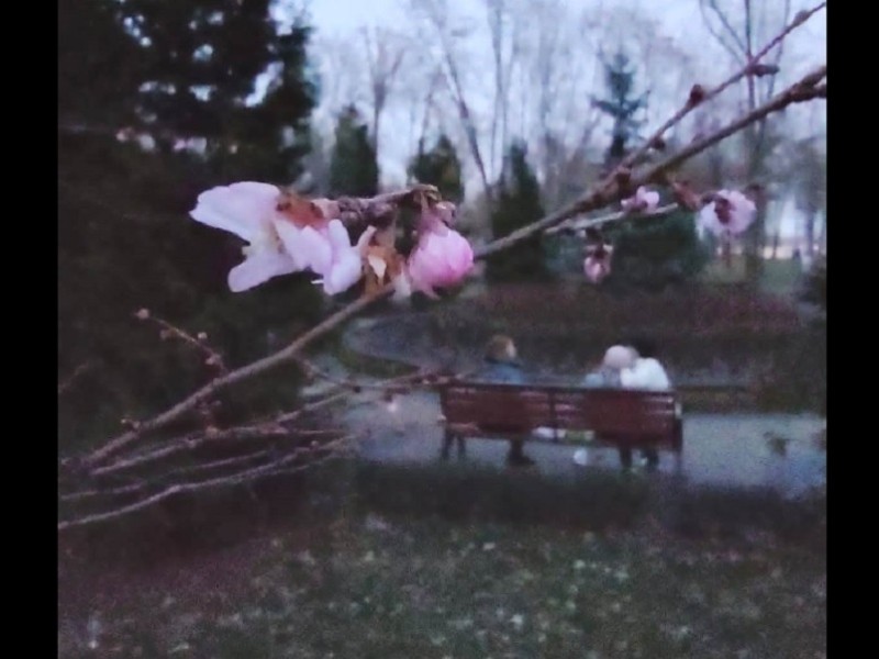 У Києві зафіксували аномальне потепління: у парку “Наталка” зацвіла сакура