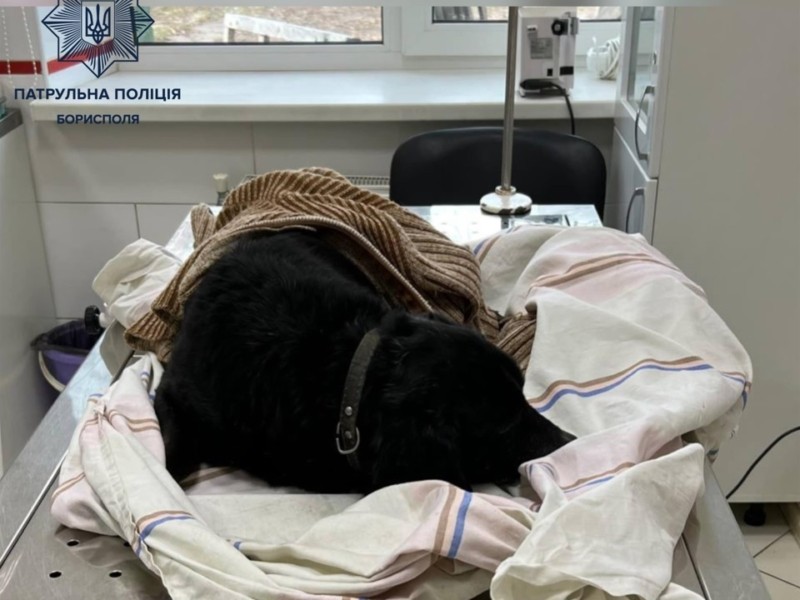 На Київщині патрульні врятували собаку, якого збило авто