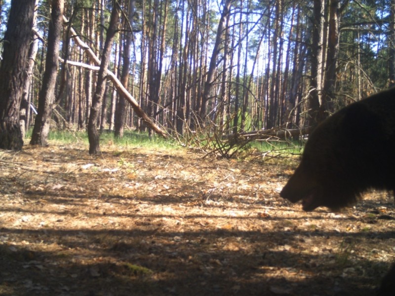 У Чорнобильському заповіднику знову помітили ведмедя