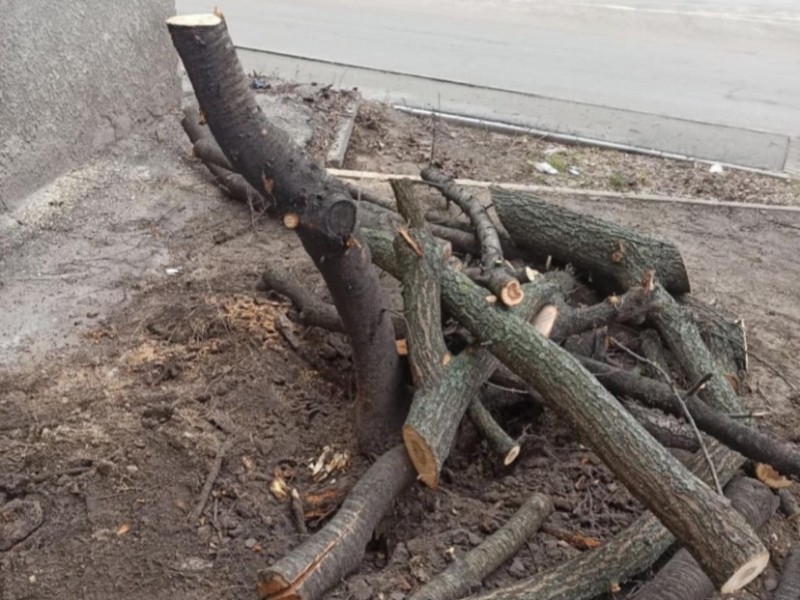На Київщині самовільно вирубали дерева