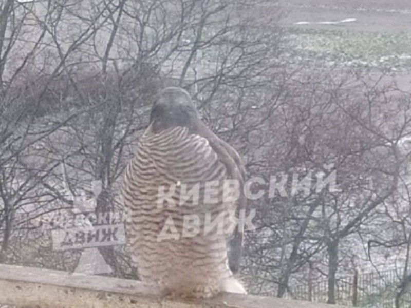 У Києві помітили хижака, який заглядає у вікна в пошуках їжі