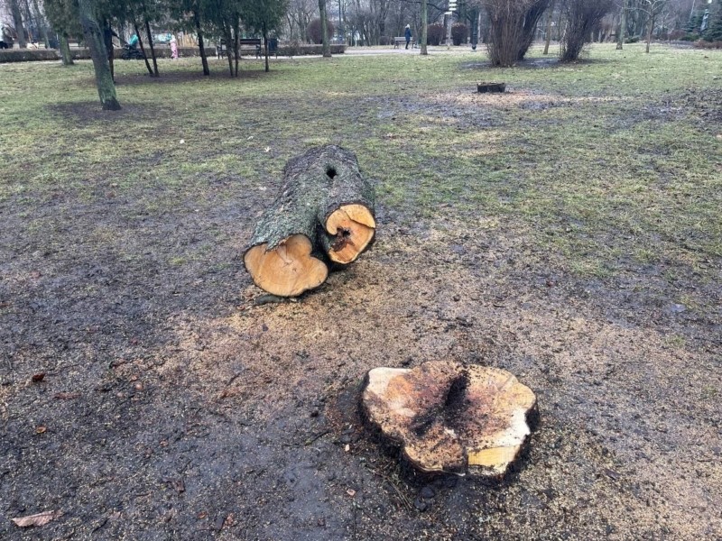 На Київщині прецедент: лісове господарство сплатить міськраді за зрубані дерева