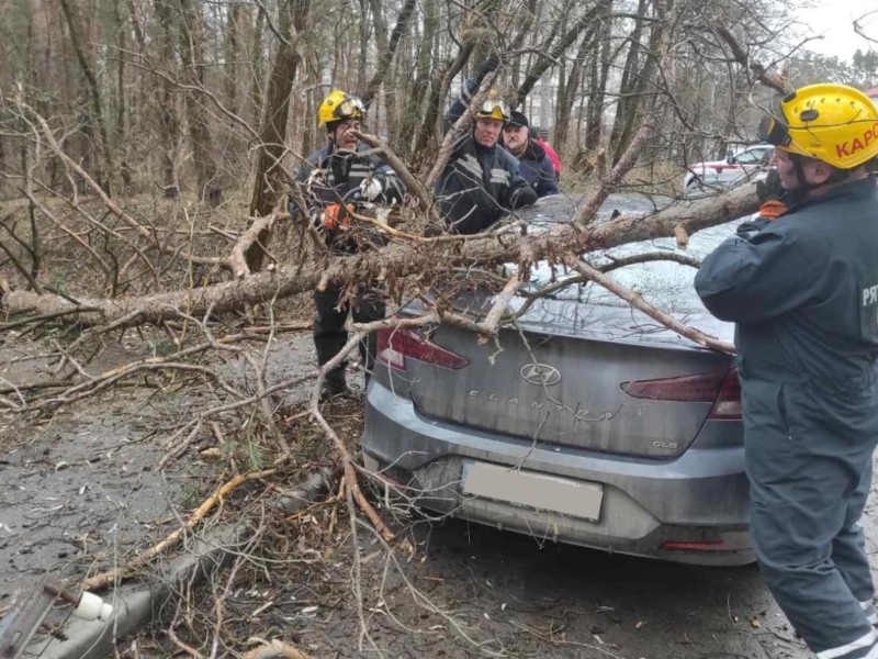 У Святошинському районі повалене вітром дерево впало на автівку