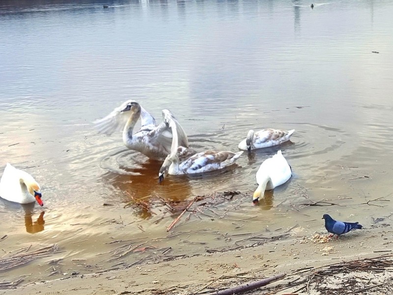 На водойму у Києві повернулись лебеді, які відлетіли торік 23 лютого. Кияни кажуть – це знак