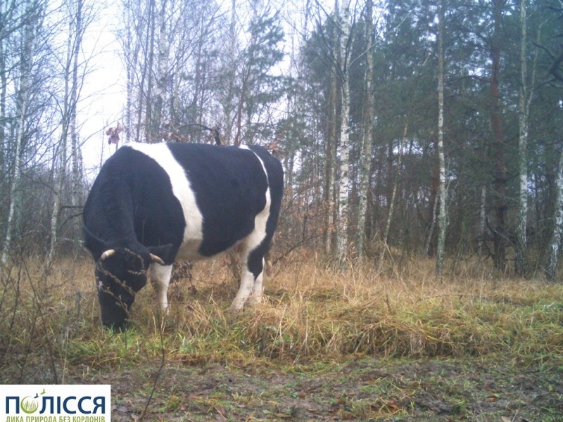 У Чорнобильському заповіднику живе і пасеться стадо диких корів – фото