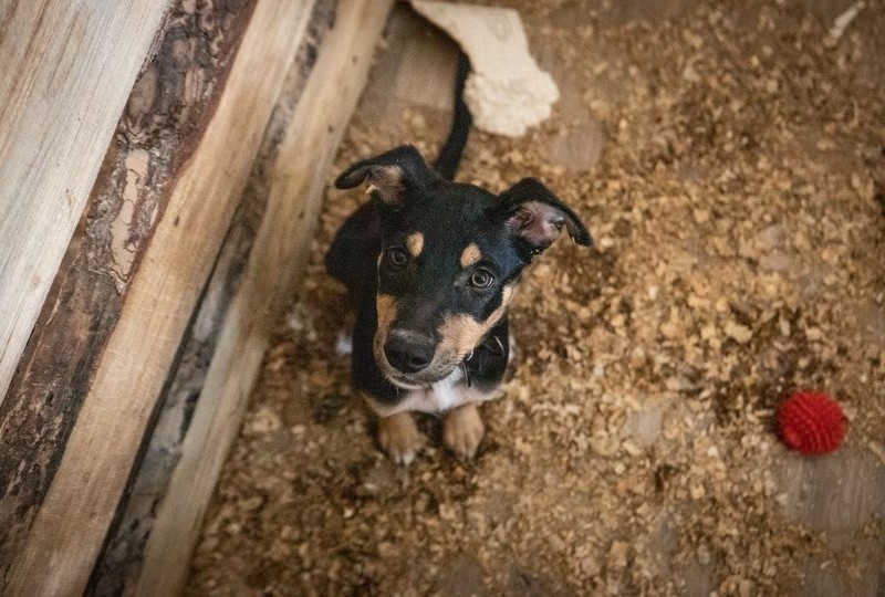 Київські волонтери зібрали кошти на будівництво вольєрів для тварин, евакуйованих із зони бойових дій