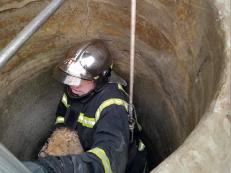 На Київщині рятувальники дістали з криниці кота: чотирилапий впав на глибину 12 метрів